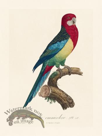 Barraband Parrot 028